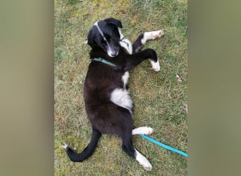 Zephyr sucht ein aktives Zuhause mit Abenteurern