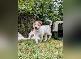 Canaan Dog-Welpe (Kanaan-Hund)