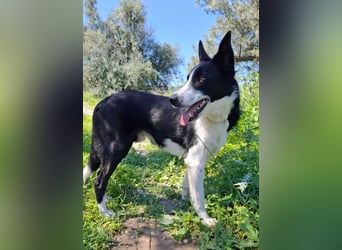 Baloo sucht ein liebevolles Zuhause
