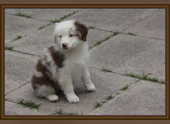 Australian Shepherd - Traumwelpen -KEINE Arbeitslinie-aus langjähriger Familienaufzucht.