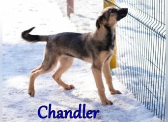 Chandler 10/21 (in Deutschland) - sportlicher, verspielter & gelehriger Rüde, ein toller Begleiter!