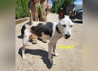 Circe2 geb. 06/2022 (ESP) - verschmuste und soziale, wunderschöne Podenco-Bodeguero Mix Hündin!