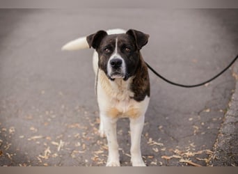 KODA - der hübsche und gelehrige Rüde sucht eine hundeerfahrene Familie
