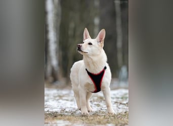 Vorsichtiger Theo sucht liebevolles Zuhause