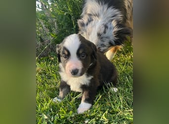 Miniature Australian Shepherd Welpen m. Papieren