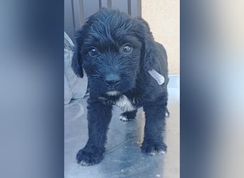 ❤️ süßes TINO-Baby - 2 Monate, später 35cm - Havaneser-Pudel-Schnauzer-Mix