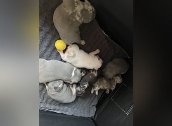 Süsse Französische Bulldoggenbabies sind da! Abgabe ca. Anf. Juli