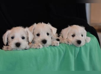 Welpen weiß Zwergschnauzer Rüde und Hündin
