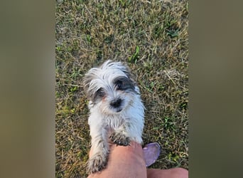 Shih Tzu Mix Welpen vom 18.03.25