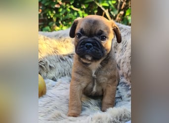 Allerliebste FROPS Kinder (Französische Bulldogge und Mops)