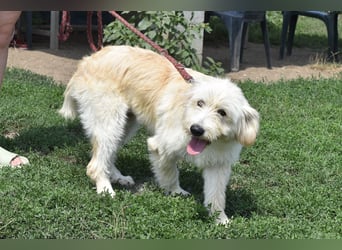 Pfiffige Suki sucht ihre Menschen