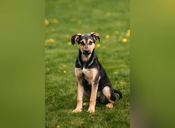 Neugierige BRUNYA sucht eine liebevolle Familie