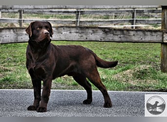 Labrador Welpen in der Farbe chocolate und blond vom Züchter