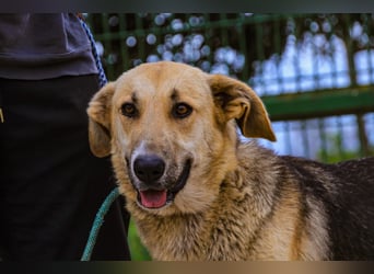Honey,  Schäferhund-Mix, lieb und sozial