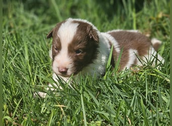 Border Collie Welpen -  Rüden und Hündin