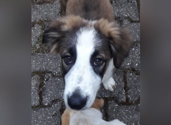 Merlin, bereits auf PS in DE, freut sich auf Anfragen, er sucht ein tolles Zuhause für immer!