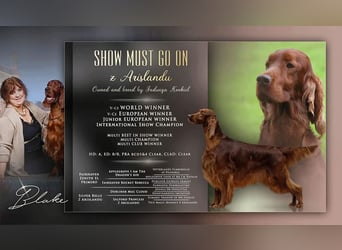 Valentinstags Irish Setter Welpen mit FCI- und VDH-Papieren