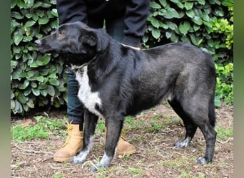Gerald - hat ein gutes Hundeherz