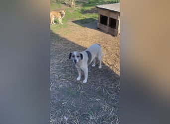 Ronja