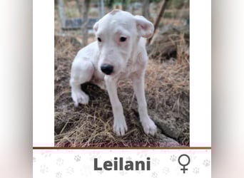 LEILANI ❤️ Eilig! sucht Zuhause oder Pflegestelle