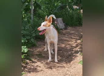 Jumanji – neugieriger Podenco mit liebevollem Wesen