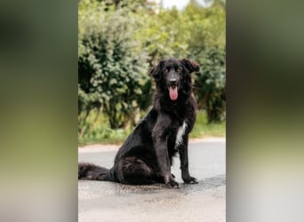 Fröhlicher Willy sucht seine Menschen
