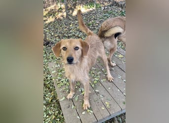 Charmanter Traumbub OLIVER sucht sein Für-Immer-Zuhause