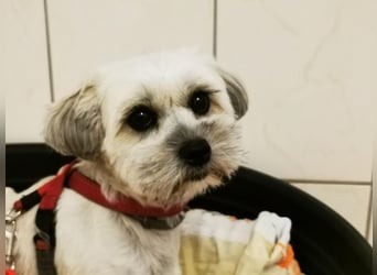 Rocksy, Bichon Frisé - Lhasa Apso, geb. 2022, aktive Hündin su. Menschen mit Zeit