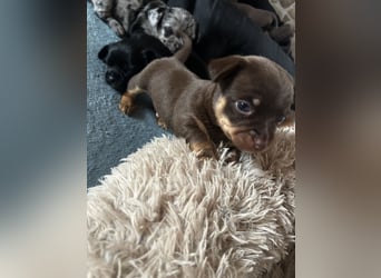 Chihuahua mix Welpen