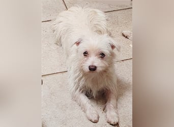 TALCO unser süsser kleine Hunde-Bub