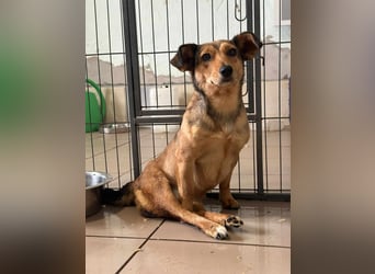 Bambi, geboren 2020 sucht tierliebe Menschen