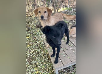 Charmanter Traumbub OLIVER sucht sein Für-Immer-Zuhause