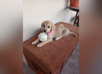 Kleine Junghündin NANCY sucht nach dem großen Glück