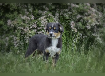 Bezaubernde Australian Shepherd Welpen
