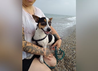Ratón ✨ in Deutschland auf Pflegestelle