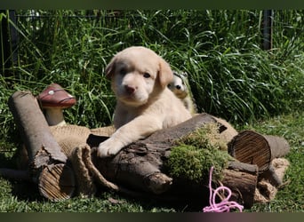 Labrador Welpen mit Ahnenpass