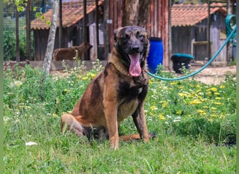 Woody, Mix Belgischer Schäferhund / Malinois