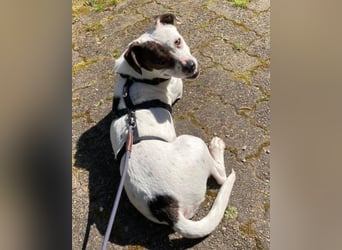 Klein ♥ Abbie ♥ Schmusemaus wartet bereits in 63820 Elsenfeld auf ihre(n) treuen Menschen