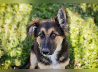 Chip 239982: Hundekind sucht ein Zuhause