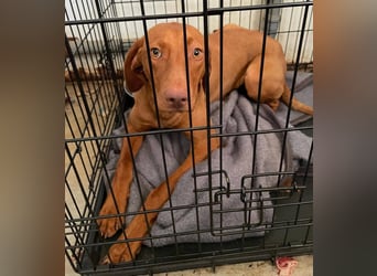 Levante sucht Vizsla Liebhaber