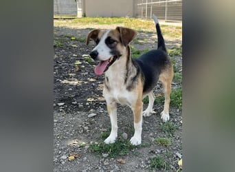 Hundeherz  sucht Familienglück 
