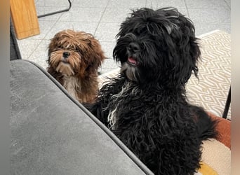 Shih Tzu - Pudelmischlingswelpen abzugeben