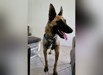 Vito sucht seinen Menschen