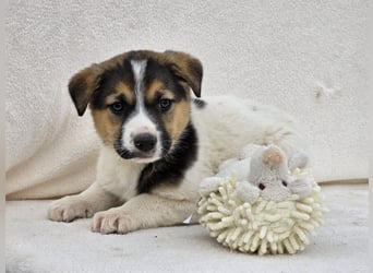 Nathan, einer von 7 süssen Hundebabys