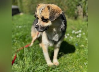 Unsere bezaubernde Polly sucht ihre Familie