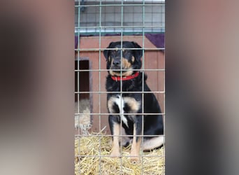 OSKAR - wer zeigt dem traurigen Hundemann wie schön ein Hundeleben sein kann?