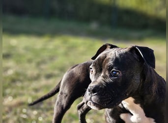 Old Englisch Bulldog - Alternativ English Bully Hündin !
