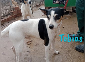 Tobías 04/2017 (ESP) - entspannter, unkomplizierter & menschenbezogener Ratonero Bodeguero Andaluz!