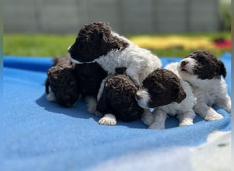 Lagotto Romagnolo, Welpen von ausgezeichneter Qualität