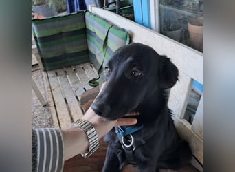 Sanfter Schäferhund-Border-Collie-Mischling "Motte"  (w); fünf Monate